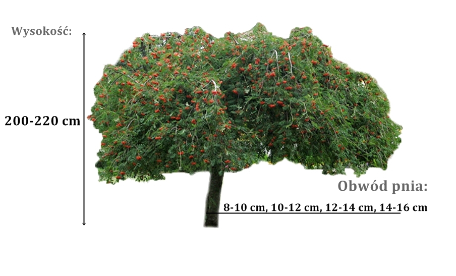 jarzab pendula - duze sadzonki drzewa o roznych obwodach pnia 